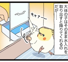 立ち退き拒否バード✋ シロハラインコちゃん