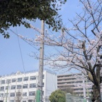 辰沼小学校のblog