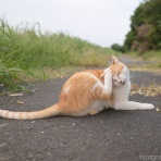 画像フォルダは猫ばかり