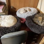 ねこ屋敷の住猫達