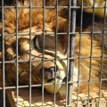 大内山動物園に行ってきました。　②