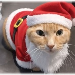 東京おとなガレージ