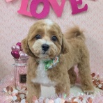 わん１００（ワンハンドレッド）四街道店