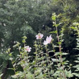 『早朝散歩で突然の出来事にびっくり + 楽天でポチったもの』の画像