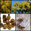 むくろじとミモザ、2026_0308