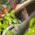 2025年10月10日の野鳥公園