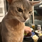 だんなさまごはんの、唐揚げ定食の夜ごはん