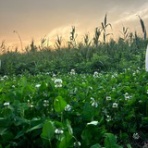 フィールド・オブ・ドリームス　　乳と蜜の流れる地