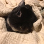 広島うさぎ ボブの日記