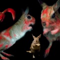 紫外線に当たると発光する齧歯類見つかる