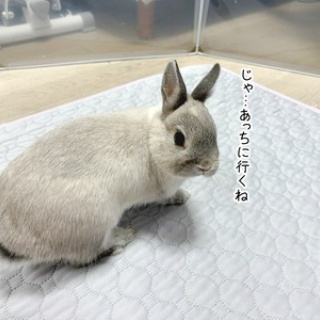 ブンチョ日誌