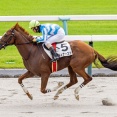 ディナースタが障害OPを連勝！
