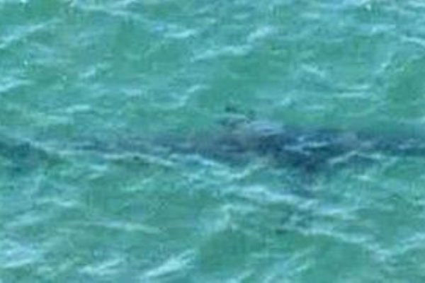 サメ シャチ好き集まれ情報局 千葉のサメ