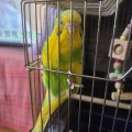 やちゅたん🐥⸒⸒6歳の誕生日🎂