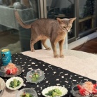 週末のだんたさまごさん　「春告魚」のメバルの煮付けの夜ごはん