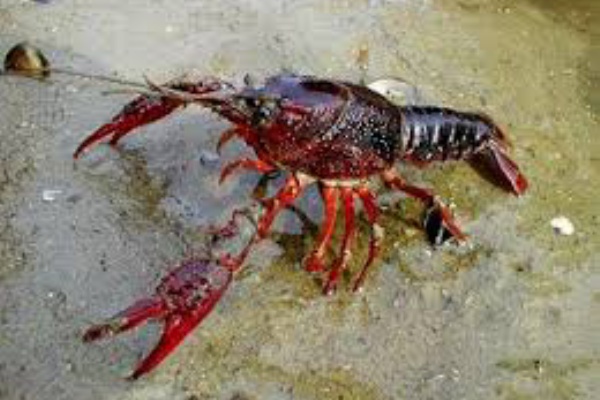 ざり蟹を食べし思ひで今もなを 写真俳句ブログ チーさん 初心者