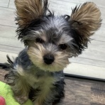 ペットショップワンラブ フレスポ御所野店のスタッフブログ