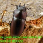 ブリーディングブログ