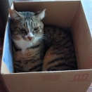 語彙力がピンチ？それでもなんとなく通じている