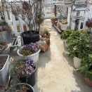 春の日差しに誘われて・・・ガーデニング始めました♪