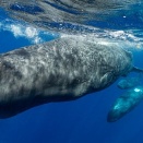 マッコウクジラ