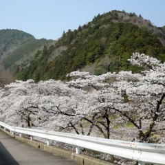 飛騨かなやまの桜　開花状況 2026