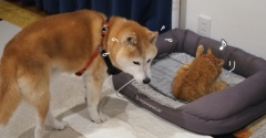 猫にベッドを取られた犬