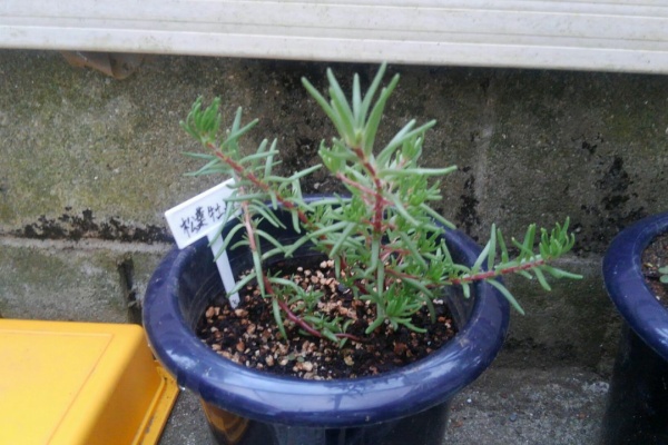 植物図鑑 ガーデンレコード 花の易しい育て方 ポーチュラカ