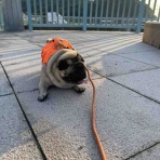 パグ・金太郎ブログ♪