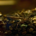 『3月27日(金)熱帯魚入荷情報🐟』の画像