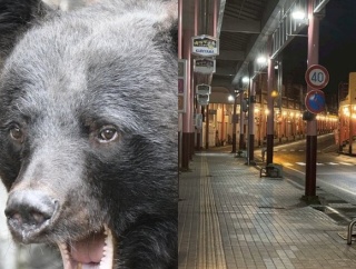 【秋田】熊出没で飲食店悲鳴　「お客さんが来ない」