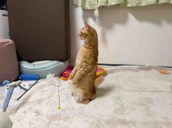 やらかし猫の予防　20260909