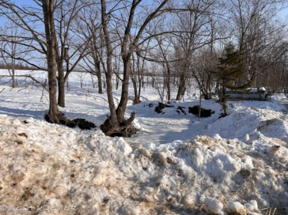 フィトンチッド