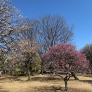47～48年振りにドクターペッパーを飲んでみた