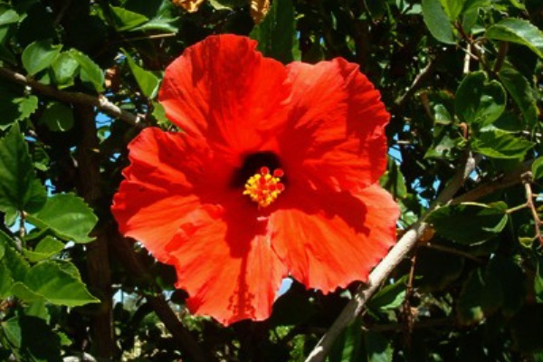 Aloha The Island Life ハワイの花