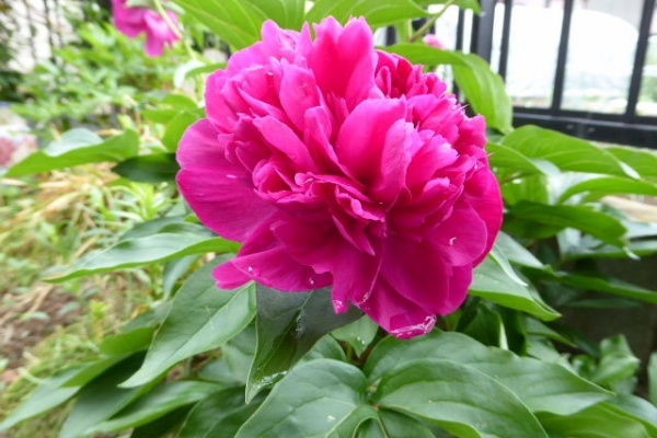 写真俳句ブログ チーさん 初心者 17年05月