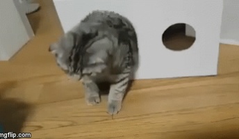 猫gif画像で癒やされたら寝ろwwww『猫とサンマ』