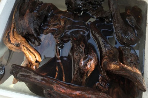 アクアリウム速報 流木