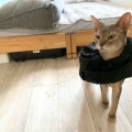 ようやくお顔のハゲが回復中