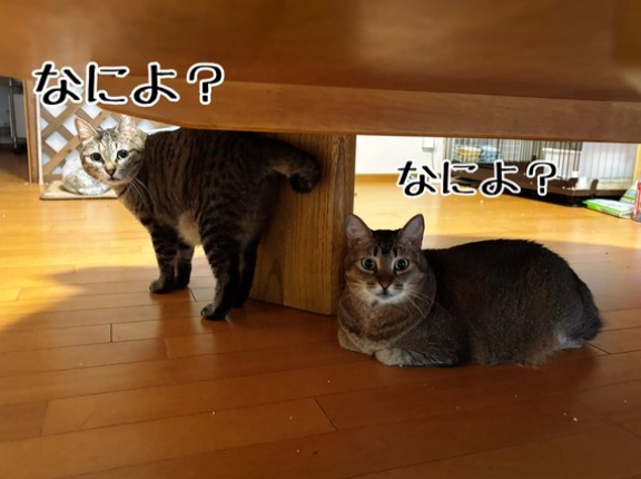 彩ちゃんと春乃さん