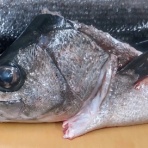 寿司割烹新太郎の美味しいお話し