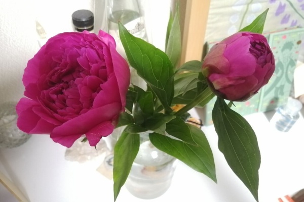 キドコネ日和 花