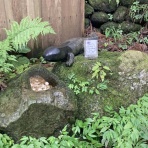 ビワコオオナマズ飼育日記