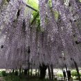4/27…玉敷公園の藤～加須市騎西藤まつり