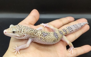 『爬虫類入荷情報！』の画像