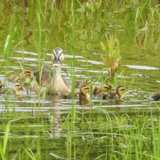 東京港野鳥公園　レンジャーブログ