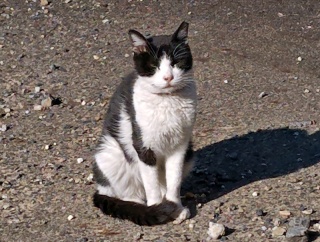 子猫たちの故郷