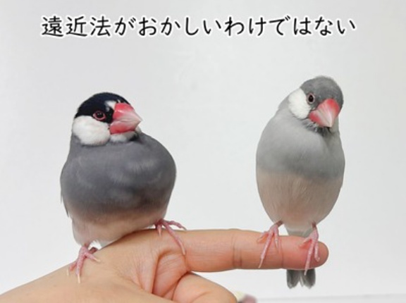 ガツ食い貴公子と自称イケメン