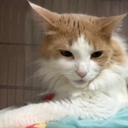 郷ひろみさんの1990年代のチケットやグッズ～♪