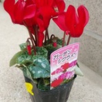 誰かに伝えたいこと　有園ブログ